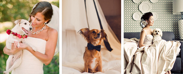 Домашние питомцы на свадьбе