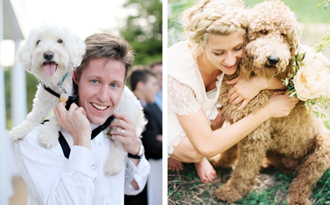 Домашние питомцы на свадьбе
