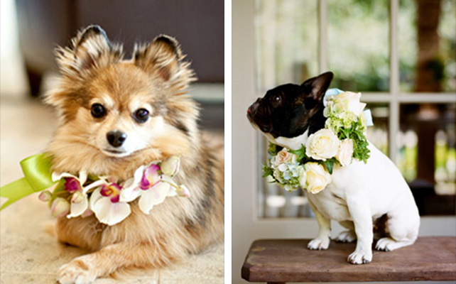 Домашние питомцы на свадьбе