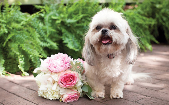 Домашние питомцы