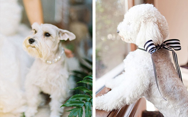 Домашние питомцы на свадьбе