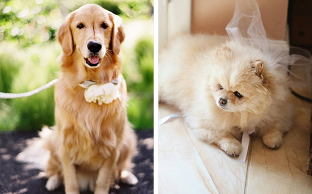 Домашние питомцы на свадьбе