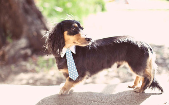 Домашние питомцы на свадьбе