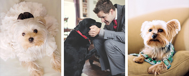 Домашние питомцы на свадьбе