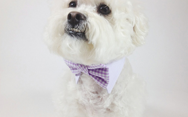 Домашние питомцы на свадьбе