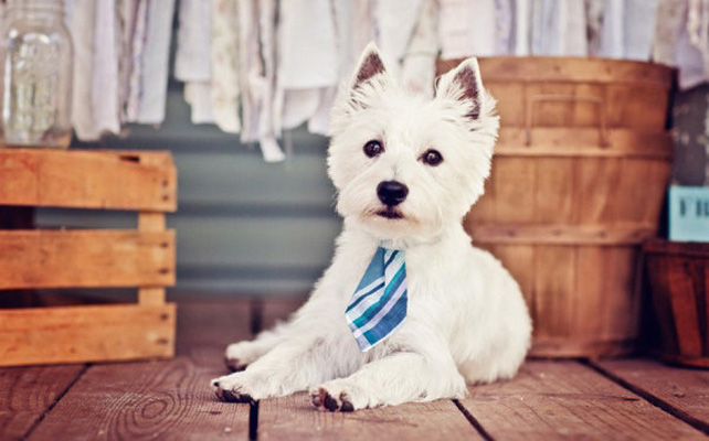 Домашние питомцы на свадьбе