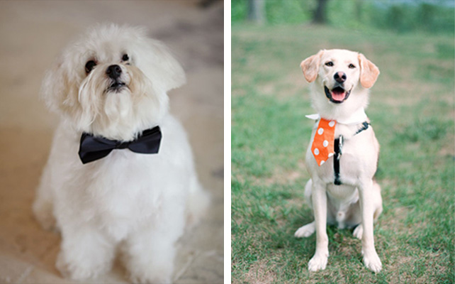 Домашние питомцы на свадьбе