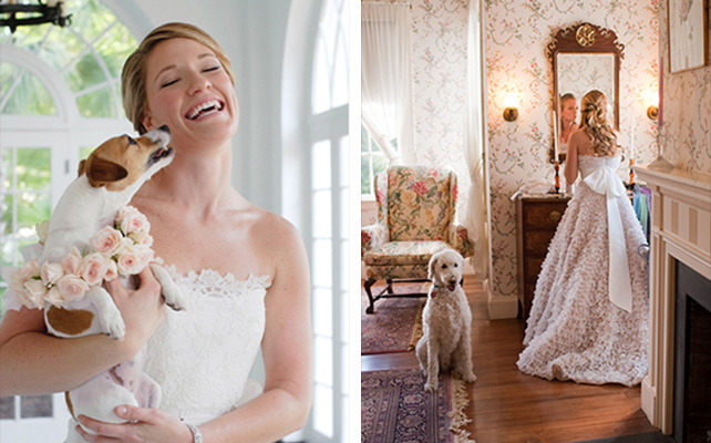 Домашние питомцы на свадьбе