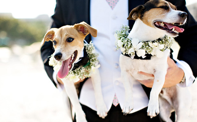 Домашние питомцы на свадьбе