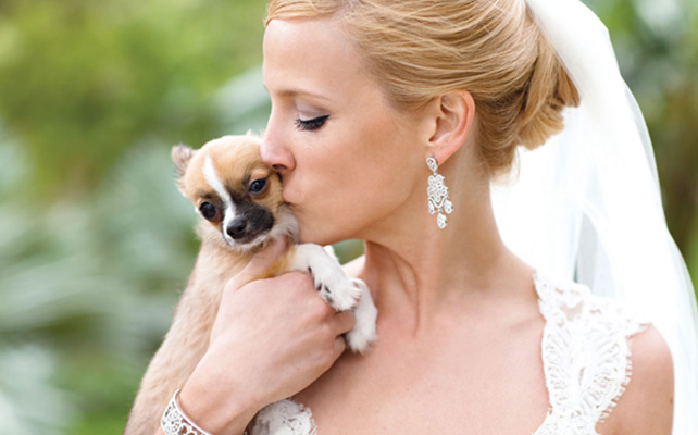 Домашние питомцы на свадьбе