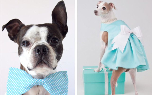 Домашние питомцы на свадьбе