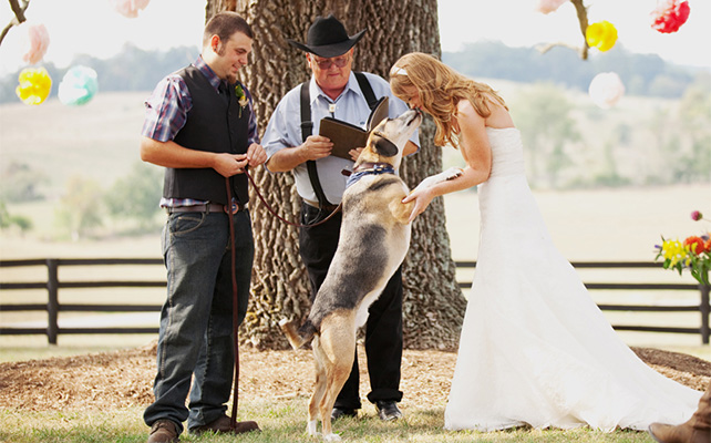 Домашние питомцы на свадьбе
