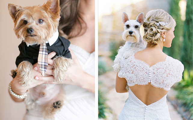 Домашние питомцы на свадьбе