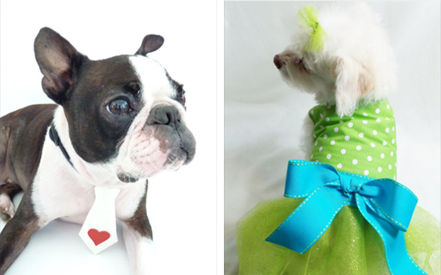 Домашние питомцы на свадьбе