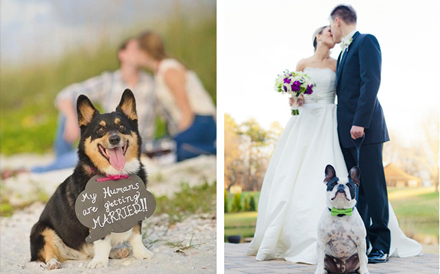 Домашние питомцы на свадьбе