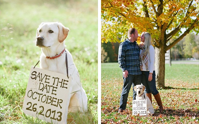 Домашние питомцы на свадьбе