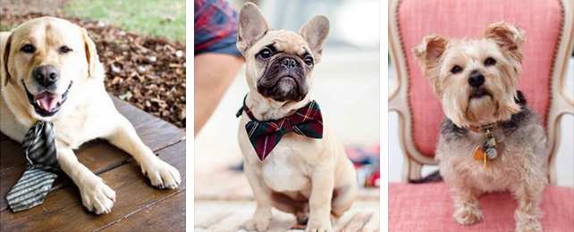 Домашние питомцы на свадьбе