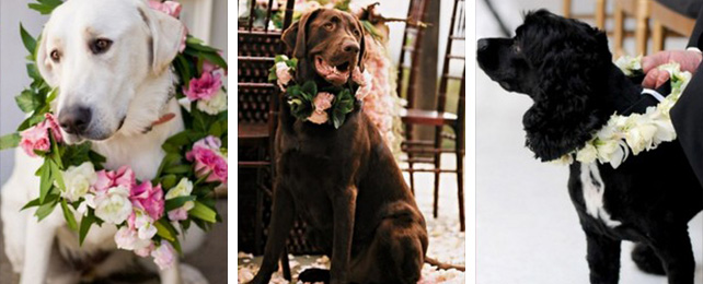 Домашние питомцы на свадьбе