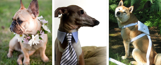 Домашние питомцы на свадьбе