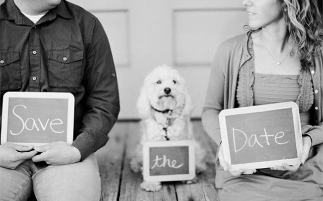 Домашние питомцы на свадьбе