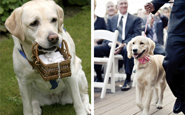 Домашние питомцы на свадьбе