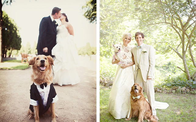 Домашние питомцы на свадьбе