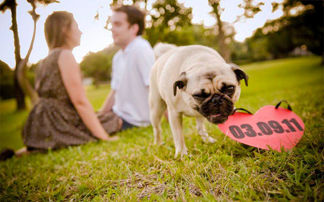 Домашние питомцы на свадьбе
