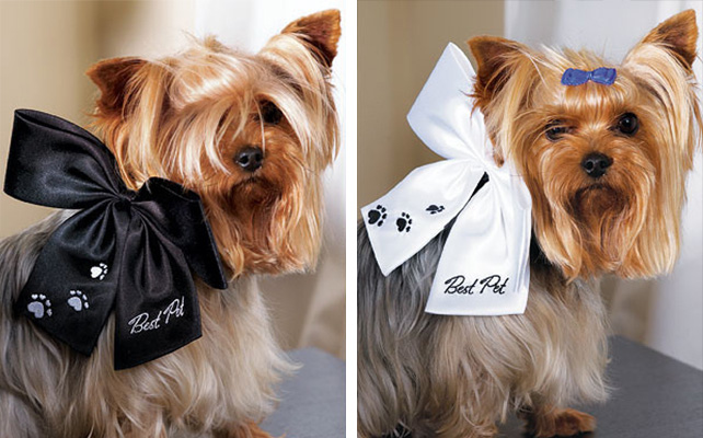 Домашние питомцы на свадьбе