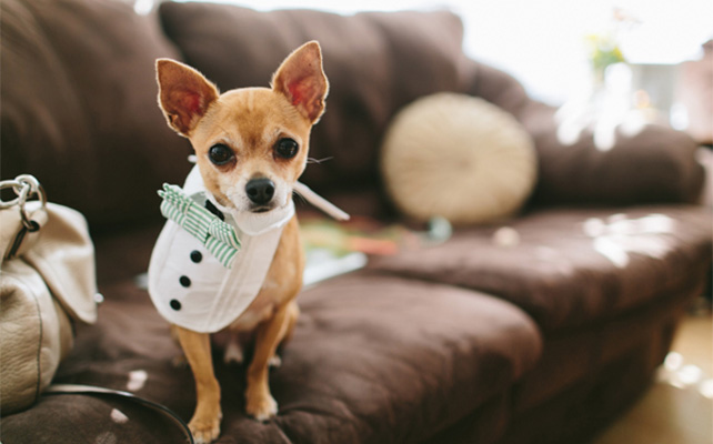 Домашние питомцы на свадьбе