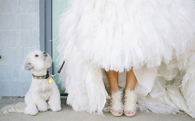 Домашние питомцы на свадьбе