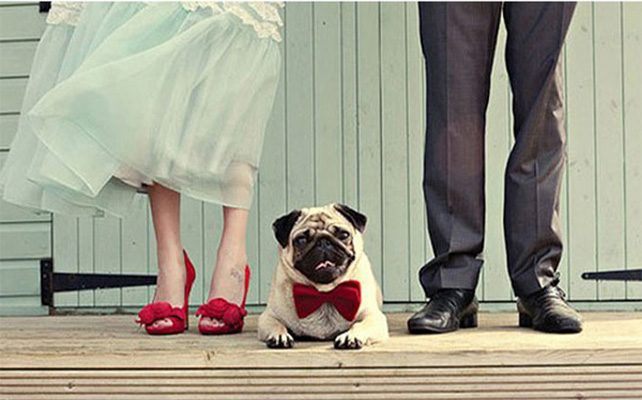 Домашние питомцы на свадьбе