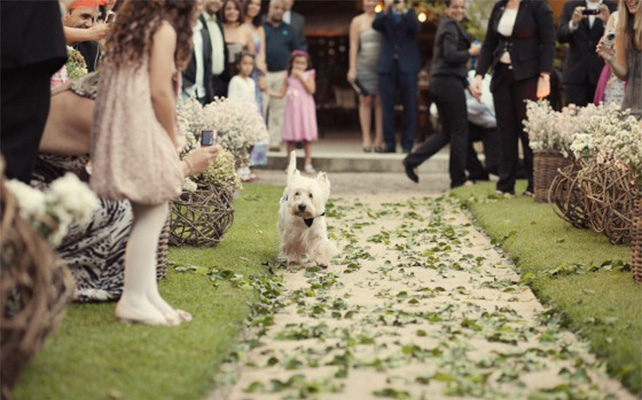 Домашние питомцы