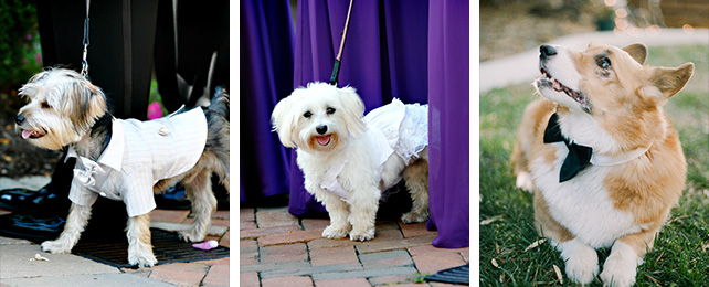 Домашние питомцы на свадьбе