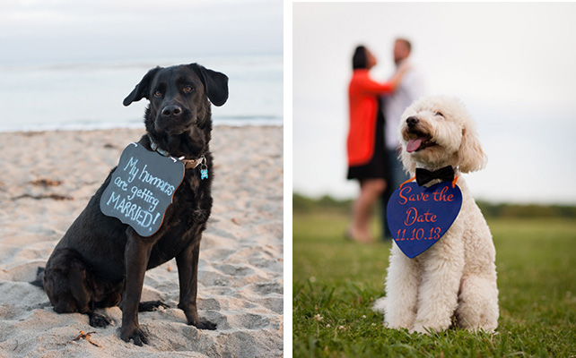 Домашние питомцы на свадьбе