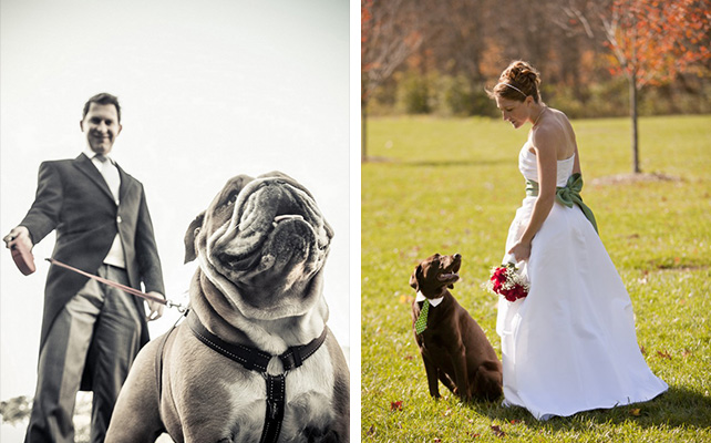 Домашние питомцы