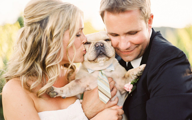 Домашние питомцы на свадьбе