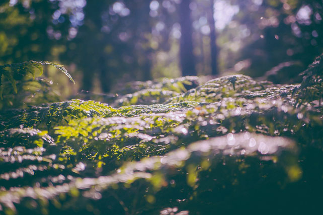годовщина свадьбы в сказочном лесу