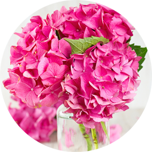 Флористы о цветах: волшебная гортензия