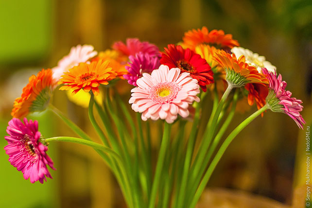 букет гербер