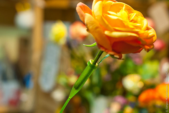 роза в удлинителе для орхидей