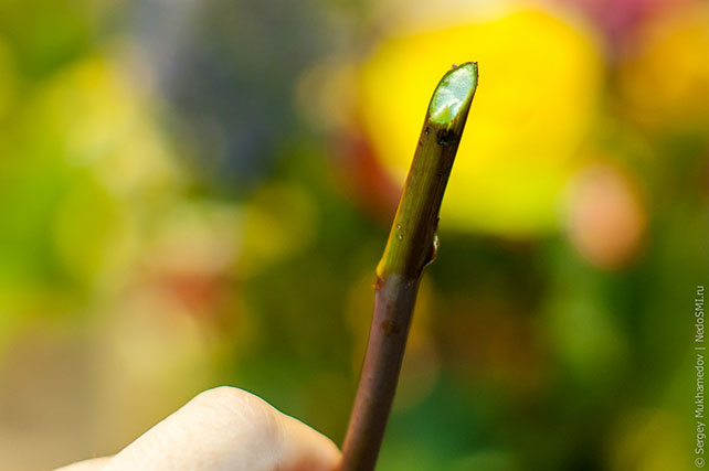 свежий срез цветка