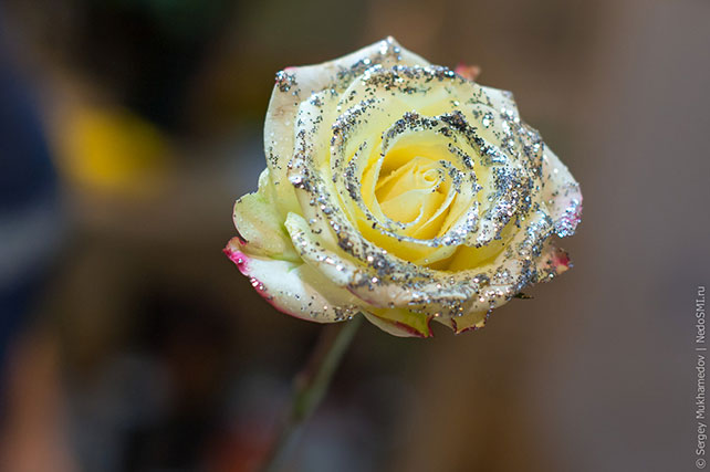 роза, которой придали товарный вид при помощи блёсток