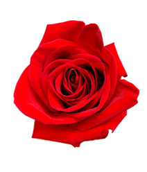 Красная роза