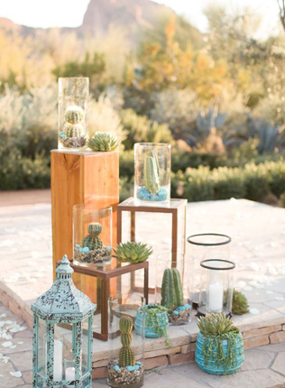 Очарование пустыни: кактусы на летней свадьбе 