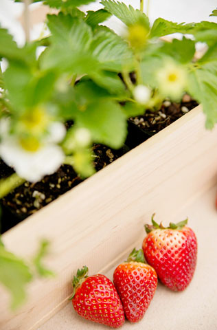 Клубничное безумие: 50 идей для летней свадьбы 