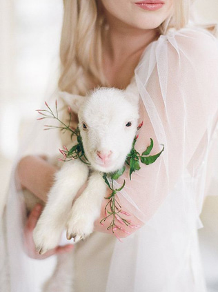 Это вам не котики! Лучшие свадебные фотографии с животными 