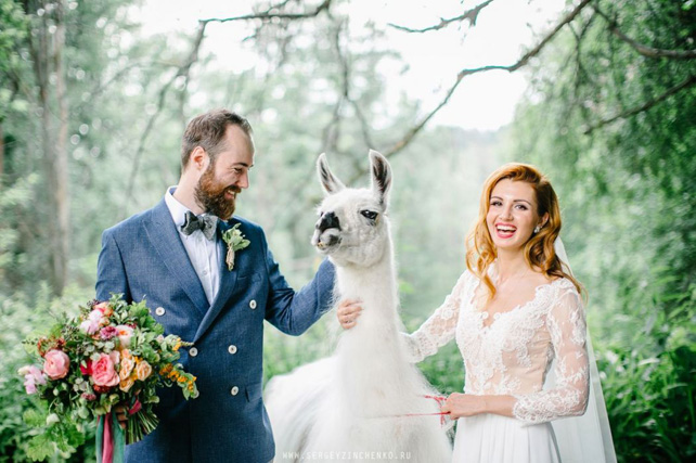 Это вам не котики! Лучшие свадебные фотографии с животными 