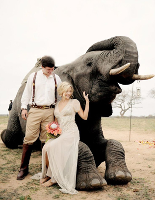 Это вам не котики! Лучшие свадебные фотографии с животными 