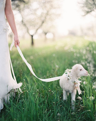 Это вам не котики! Лучшие свадебные фотографии с животными 