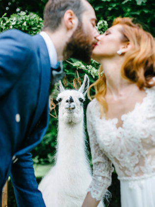 Это вам не котики! Лучшие свадебные фотографии с животными 